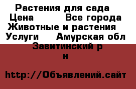 Растения для сада › Цена ­ 200 - Все города Животные и растения » Услуги   . Амурская обл.,Завитинский р-н